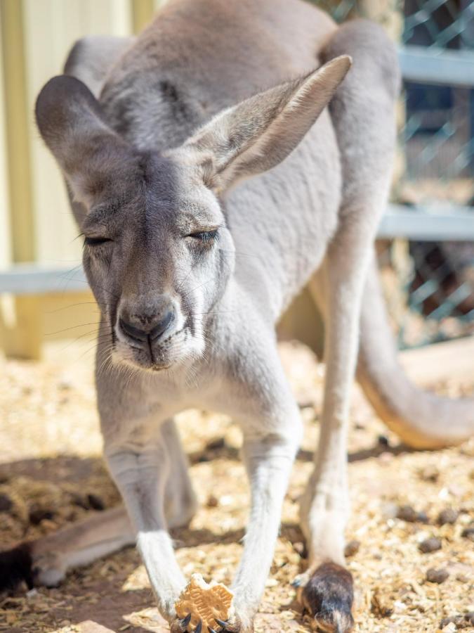Wallaroo Holiday Park Экстерьер фото